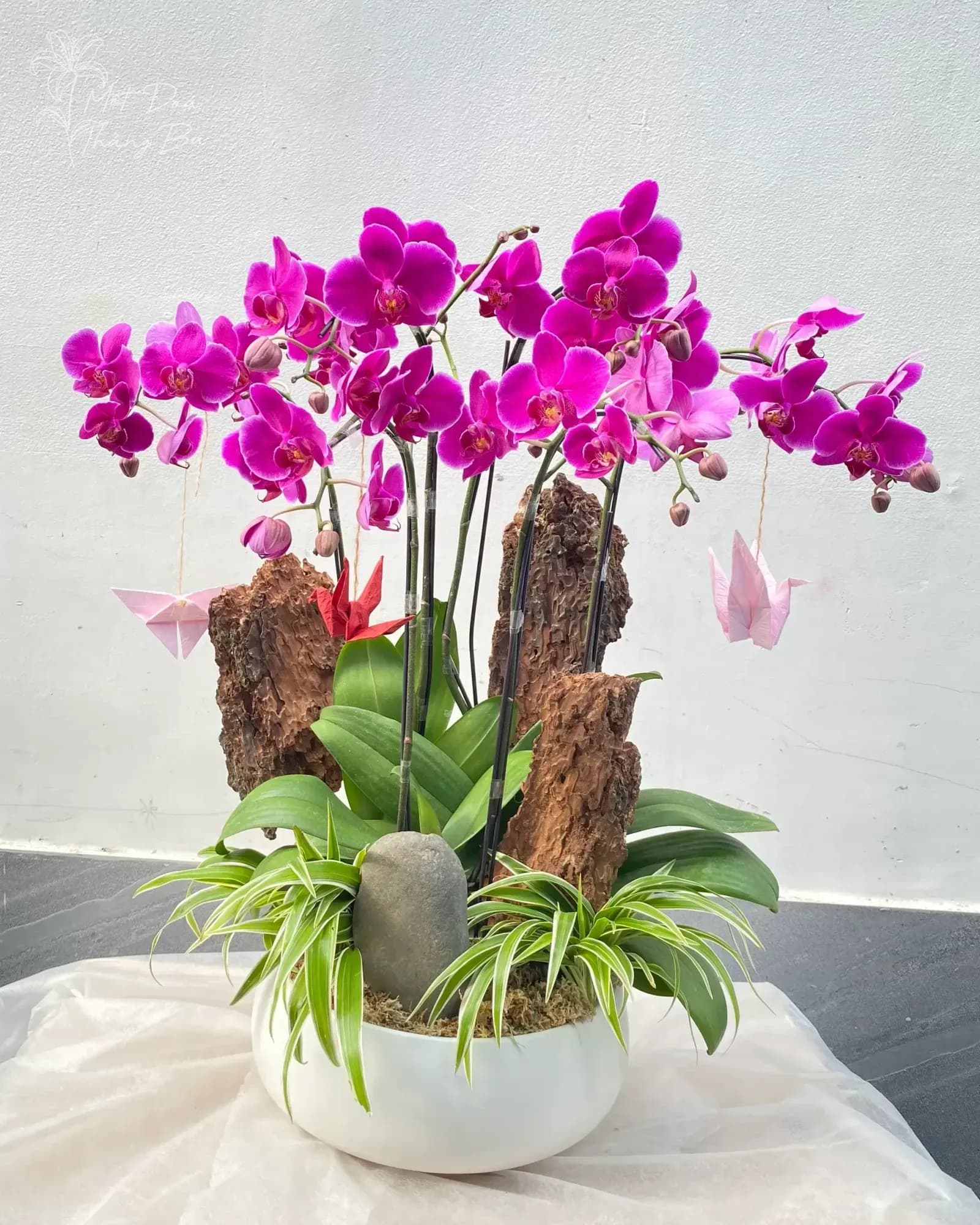 Chậu Lan Hồ Điệp Phong Cách Zen (Tùy chọn màu lan)